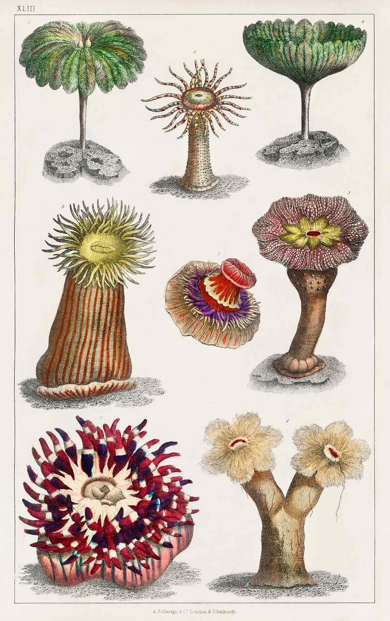 Different kinds of Actiniae, or Animal Flowers from A history of the earth and animated nature (1820) by Oliver Goldsmith…