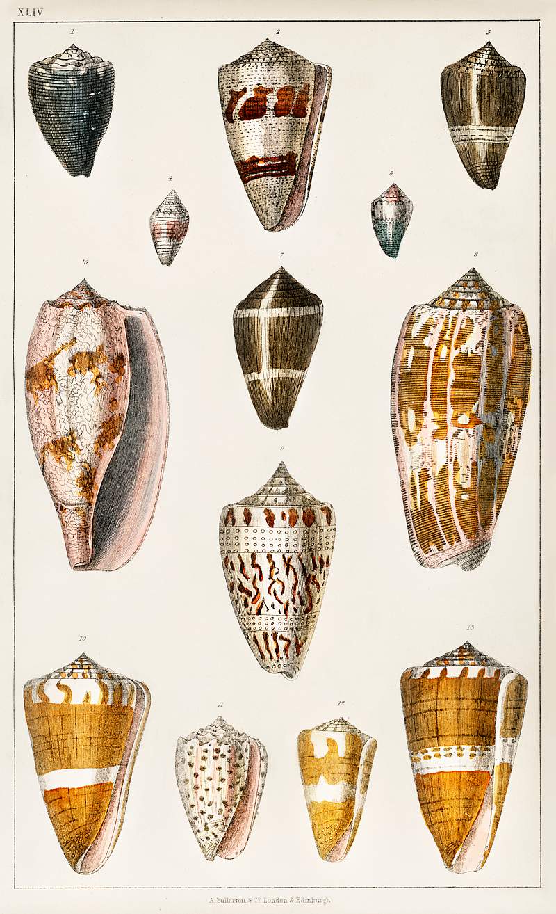 Collection of various shells from A history of the earth and animated nature (1820) by Oliver Goldsmith (1730-1774).…