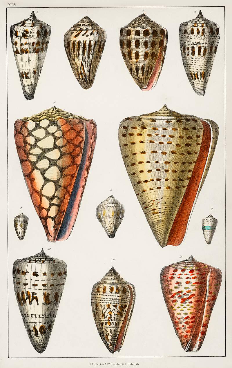Collection of various shells from A history of the earth and animated nature (1820) by Oliver Goldsmith (1730-1774).…