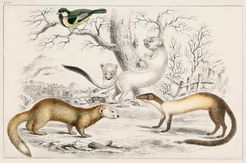 Collection of various rodents from A history of the earth and animated nature (1820) by Oliver Goldsmith (1730-1774).…