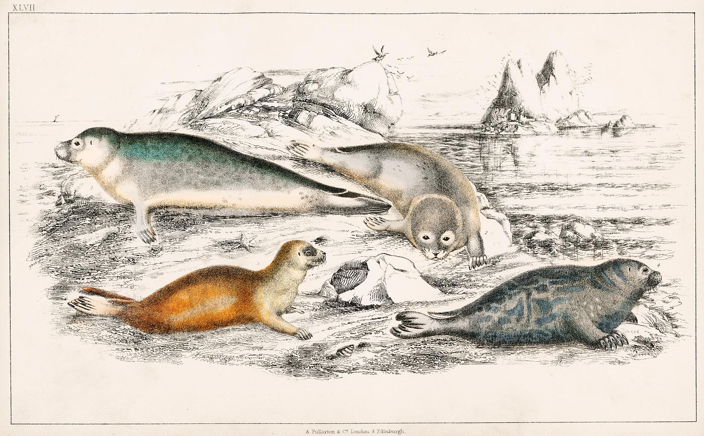 Collection of various Seals from A history of the earth and animated nature (1820) by Oliver Goldsmith (1730-1774).... Collection of various Seals from A history of the earth and animated nature (1820) by Oliver Goldsmith (1730-1774)....