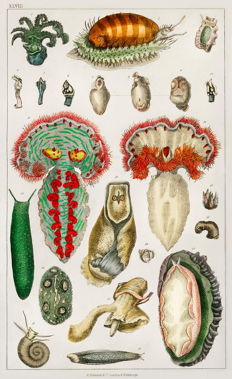 Collection of various animal with tentacles from A history of the earth and animated nature (1820) by Oliver Goldsmith (1730…