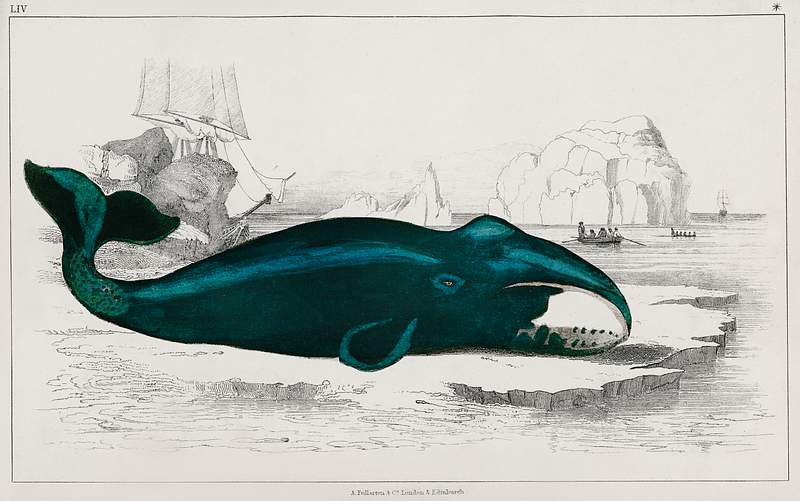 Whale from A History of the Earth and Animated Nature (1820) by Oliver Goldsmith (1730-1774). Digitally enhanced from our own…