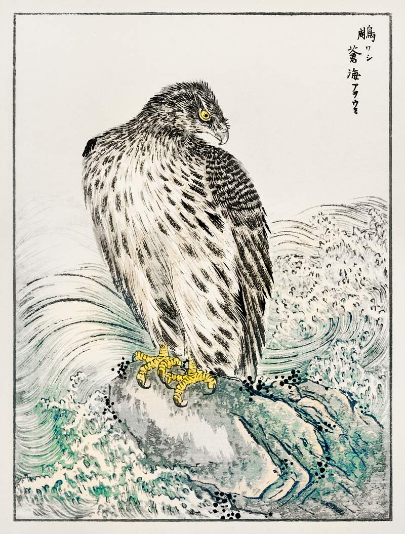 Japanese Golden Eagle and Dark Blue Sea illustration from Pictorial Monograph of Birds (1885) by Numata Kashu (1838-1901).…