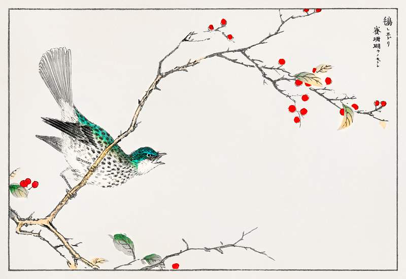 Brown-eared Bulbul and Dioecious Holly illustration from Pictorial Monograph of Birds (1885) by Numata Kashu (1838-1901).…