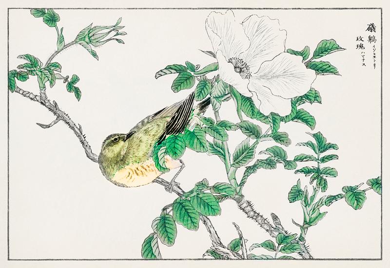 Brown-eared Bulbul and Rosa Rugosa illustration from Pictorial Monograph of Birds (1885) by Numata Kashu (1838-1901). Digitally enhanced from our own original edition. Brown-eared Bulbul and Rosa Rugosa illustration from Pictorial Monograph of Birds (1885) by Numata Kashu (1838-1901).…