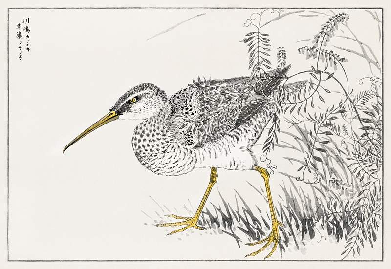 Eastern Whimbrel and Wisteria Vine illustration from Pictorial Monograph of Birds (1885) by Numata Kashu (1838-1901).…