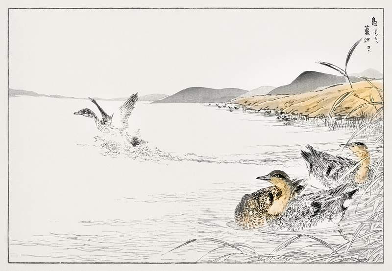 Falcated Teal and Reed illustration from Pictorial Monograph of Birds (1885) by Numata Kashu (1838-1901). Digitally enhanced…