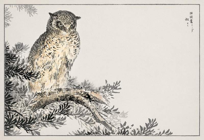 Japanese Scops Owl and Fir illustration from Pictorial Monograph of Birds (1885) by Numata Kashu (1838-1901). Digitally…
