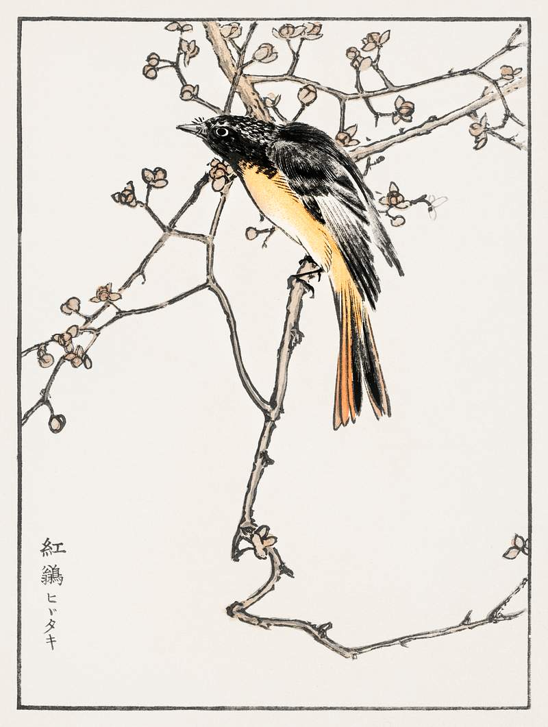 Siberian Blue-tail illustration from Pictorial Monograph of Birds (1885) by Numata Kashu (1838-1901). Digitally enhanced from…