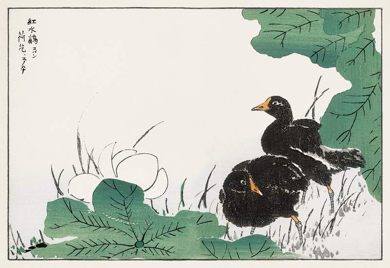 Coot and Lotus illustration from Pictorial Monograph of Birds (1885) by Numata Kashu (1838-1901). Digitally enhanced from our…