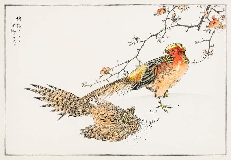 Golden Pheasant and Flower of Japanese Quince illustration from Pictorial Monograph of Birds (1885) by Numata Kashu (1838…