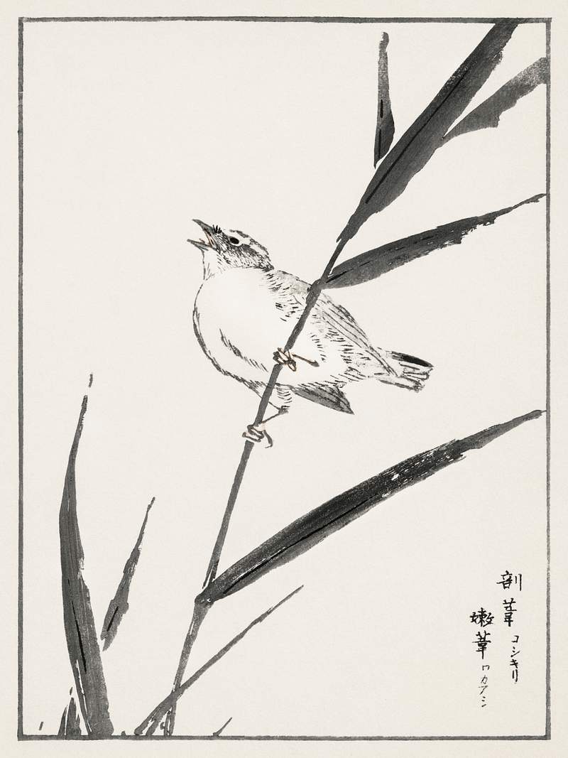 Reed-Bunting and Reed illustration from Pictorial Monograph of Birds (1885) by Numata Kashu (1838-1901). Digitally enhanced…