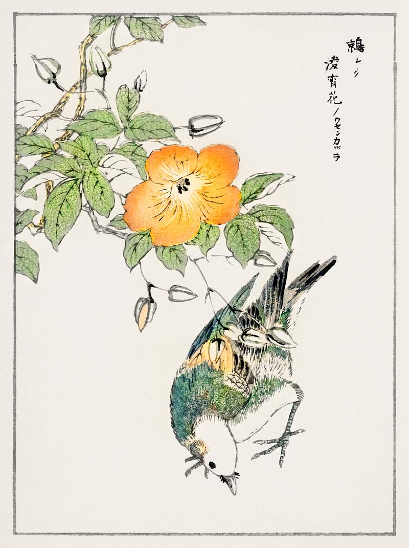Grey Starling and Cercidiphyllum Japonicum illustration from Pictorial Monograph of Birds (1885) by Numata Kashu (1838-1901).…