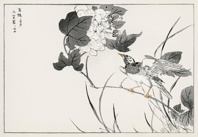 Grey Starling and Lotus illustration from Pictorial Monograph of Birds (1885) by Numata Kashu (1838-1901). Digitally enhanced from our own original edition. Grey Starling and Lotus illustration from Pictorial Monograph of Birds (1885) by Numata Kashu (1838-1901). Digitally enhanced…