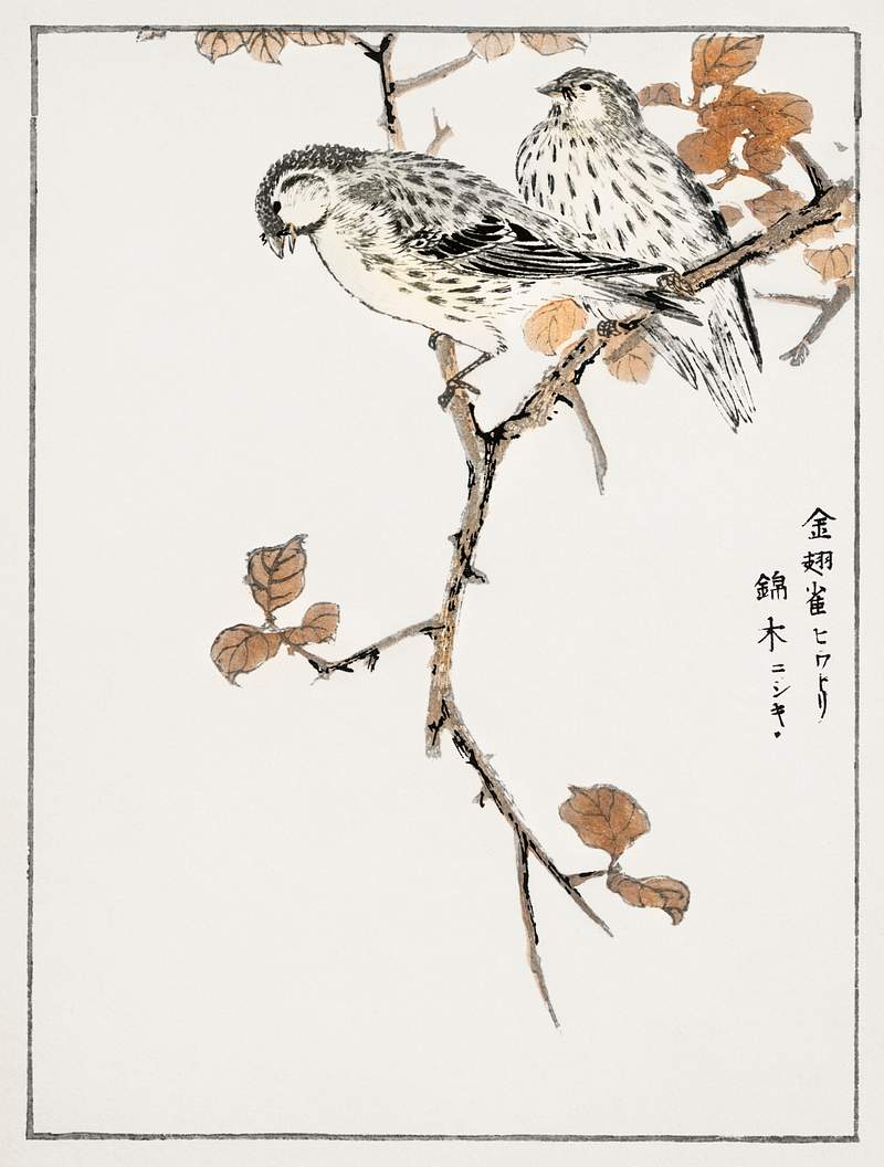 Siskin and Euonymus Alata illustration from Pictorial Monograph of Birds (1885) by Numata Kashu (1838-1901). Digitally…