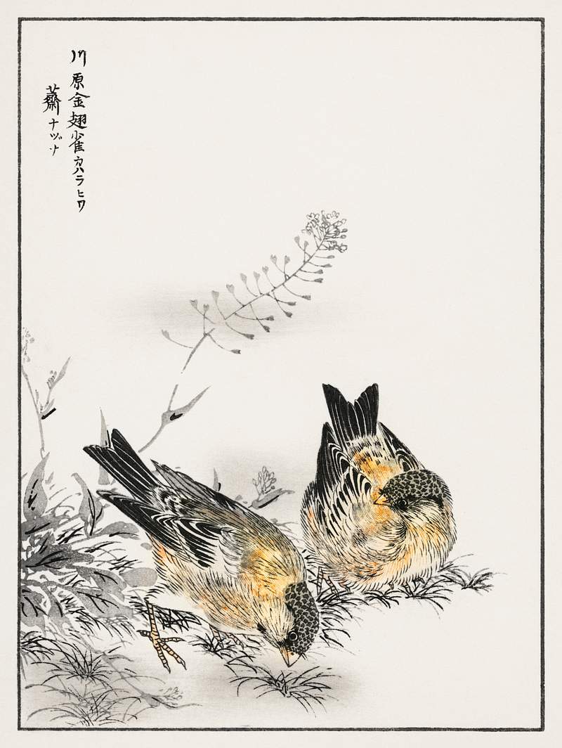 Small Japanese Greenfinch and Shepherd's Purse illustration from Pictorial Monograph of Birds (1885) by Numata Kashu (1838…
