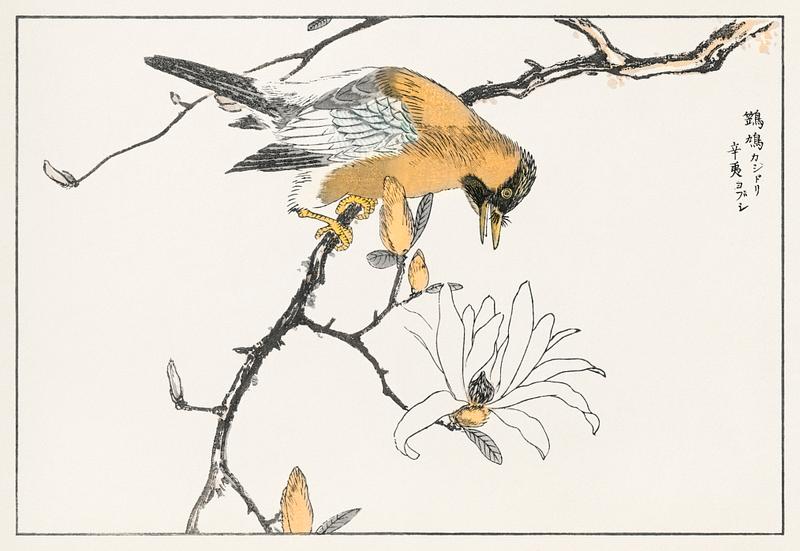 Tibetan Hoopoe and Osmanthus Fragrans illustration from Pictorial Monograph of Birds (1885) by Numata Kashu (1838-1901). Digitally enhanced from our own original edition. Tibetan Hoopoe and Osmanthus Fragrans illustration from Pictorial Monograph of Birds (1885) by Numata Kashu (1838-1901).…