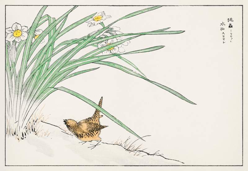 Japanese Wren and Daffodil illustration from Pictorial Monograph of Birds (1885) by Numata Kashu (1838-1901). Digitally…