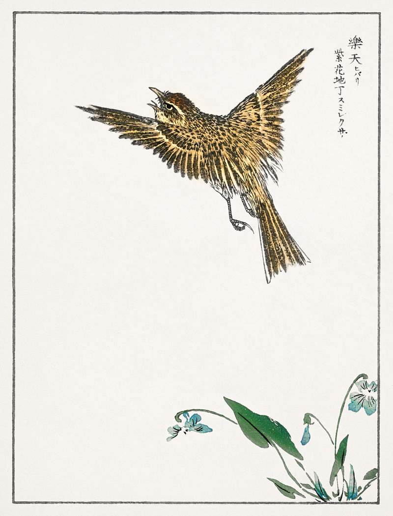 Japanese Water-Pipit and Viola illustration from Pictorial Monograph of Birds (1885) by Numata Kashu (1838-1901). Digitally…
