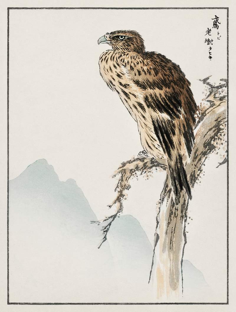 Black-eared Kite illustration from Pictorial Monograph of Birds (1885) by Numata Kashu (1838-1901). Digitally enhanced from…
