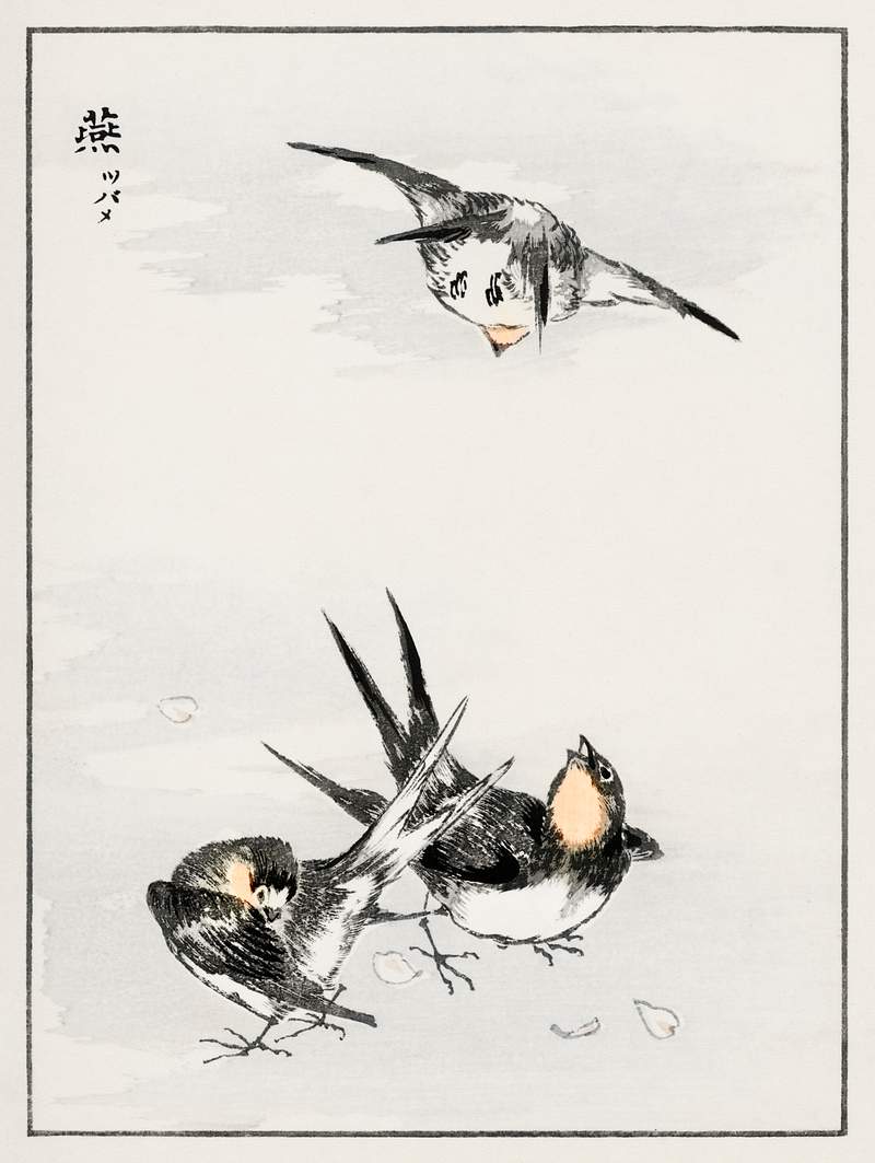 Swallow illustration from Pictorial Monograph of Birds (1885) by Numata Kashu (1838-1901). Digitally enhanced from our own…