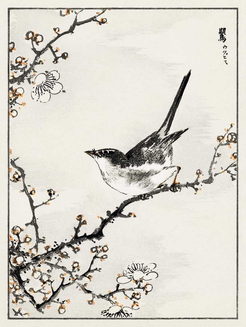 Bush-warbler and White Plum Tree illustration from Pictorial Monograph of Birds (1885) by Numata Kashu (1838-1901). Digitally…