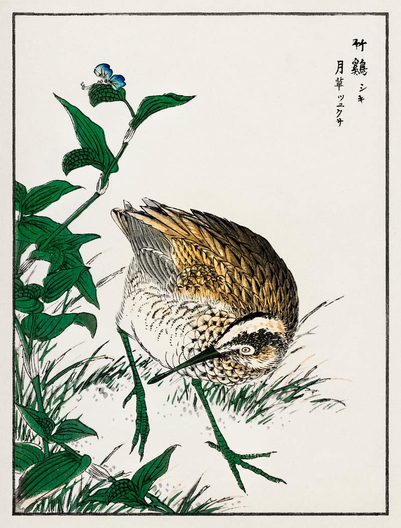 Greenshank and Bupleurum Sachalinense illustration from Pictorial Monograph of Birds (1885) by Numata Kashu (1838-1901).…