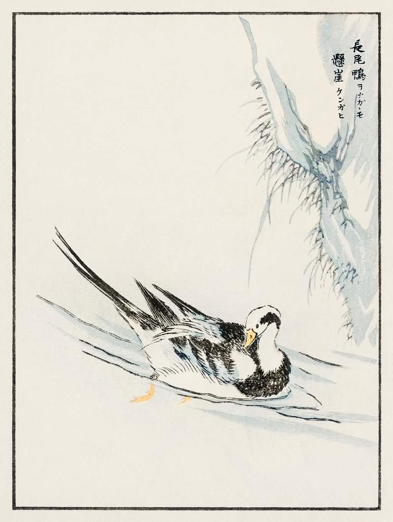 Long-tailed Wild Duck and Cliff illustration from Pictorial Monograph of Birds (1885) by Numata Kashu (1838-1901). Digitally…