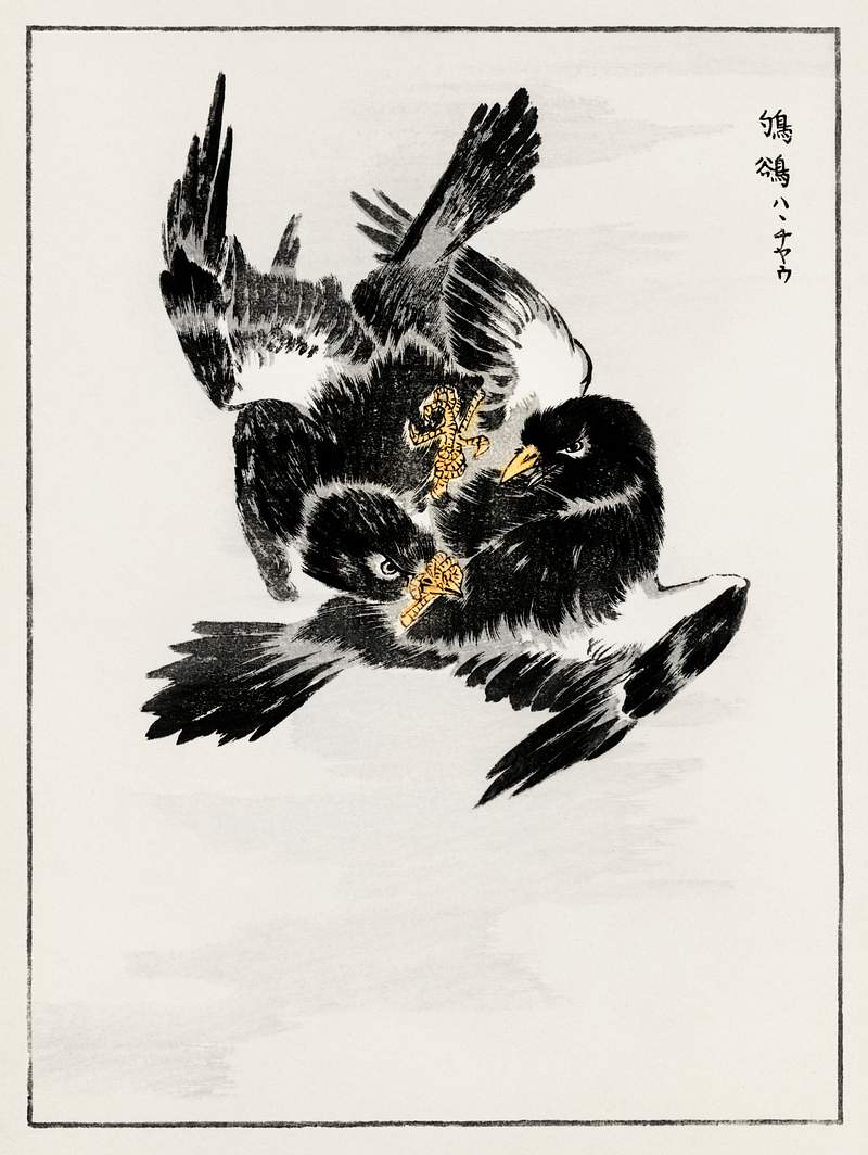 Japanese Jungle Nightjar illustration from Pictorial Monograph of Birds (1885) by Numata Kashu (1838-1901). Digitally…