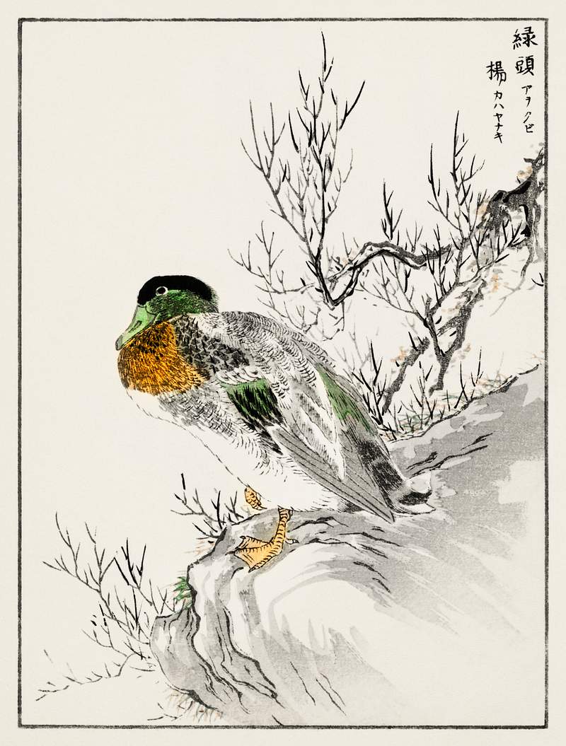 Mallard and Willow illustration from Pictorial Monograph of Birds (1885) by Numata Kashu (1838-1901). Digitally enhanced from…