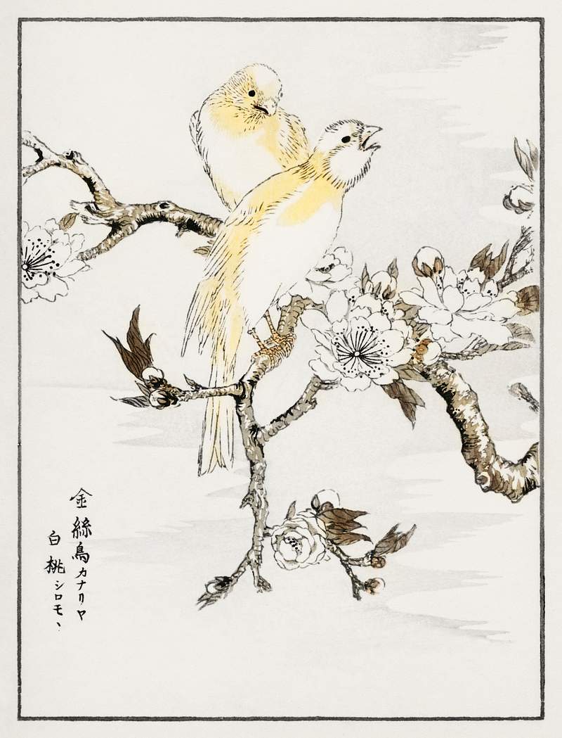Canary and Peach illustration from Pictorial Monograph of Birds (1885) by Numata Kashu (1838-1901). Digitally enhanced from…