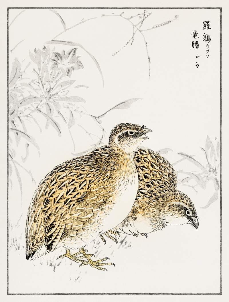 Japanese Quail and Gentian illustration from Pictorial Monograph of Birds (1885) by Numata Kashu (1838-1901). Digitally…