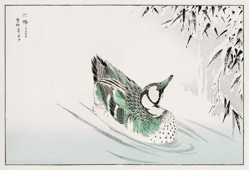 Spectacled Teal and Snow-bent Bamboo illustration from Pictorial Monograph of Birds (1885) by Numata Kashu (1838-1901).…