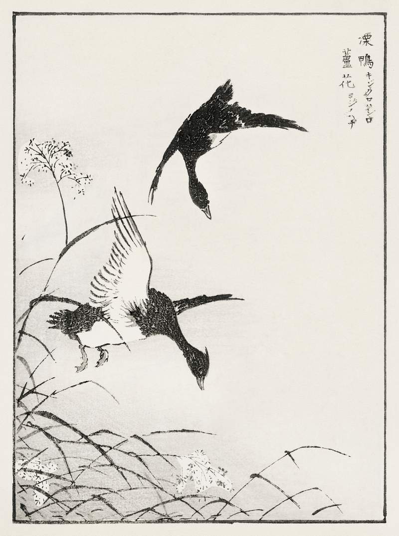 Tufted-Teal and Reed Flower illustration from Pictorial Monograph of Birds (1885) by Numata Kashu (1838-1901). Digitally…