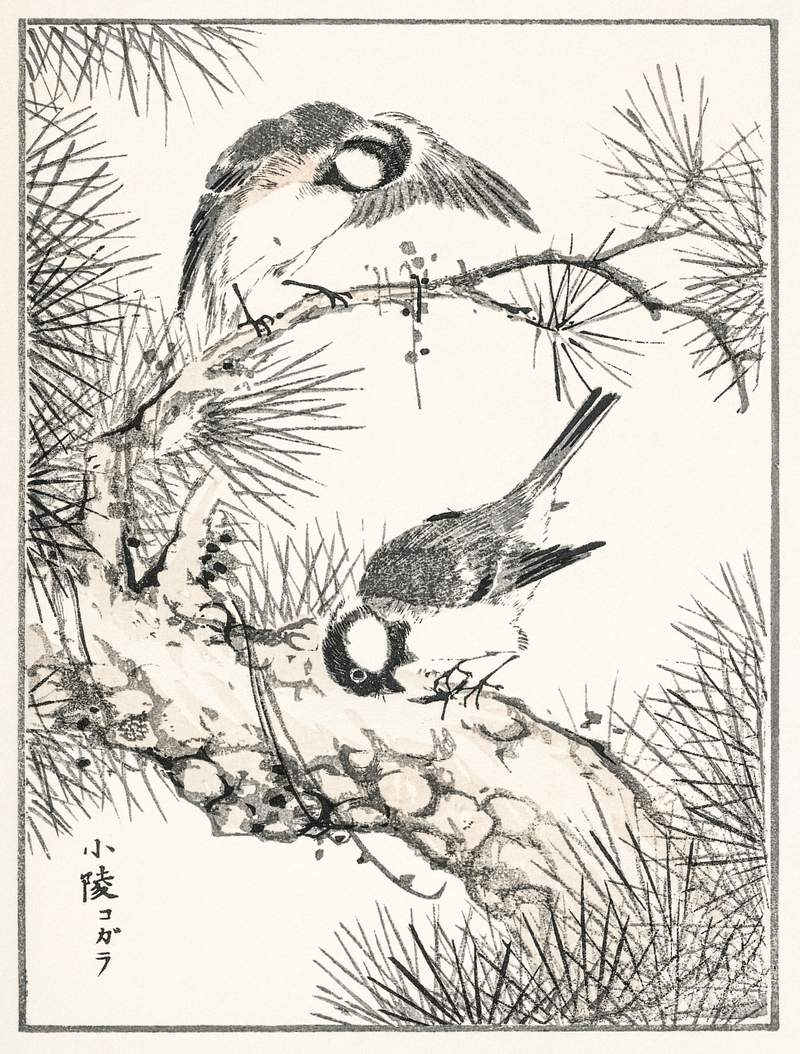 Japanese Willow Tit and Pine Tree illustration from Pictorial Monograph of Birds (1885) by Numata Kashu (1838-1901).…