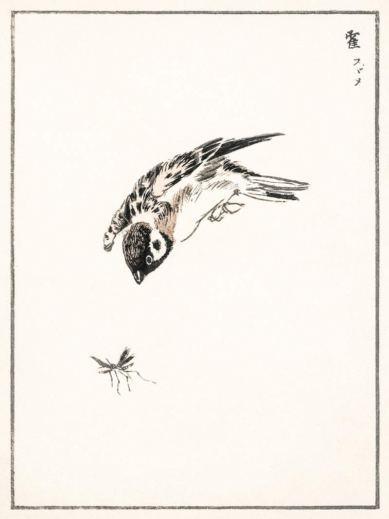 Sparrow illustration from Pictorial Monograph of Birds (1885) by Numata Kashu (1838-1901). Digitally enhanced from our own…