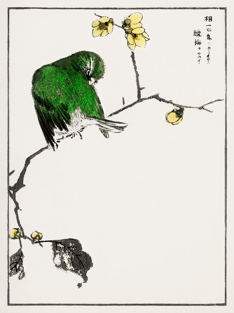 Fairy Pitta and Japanese Allspice illustration from Pictorial Monograph of Birds (1885) by Numata Kashu (1838-1901).…