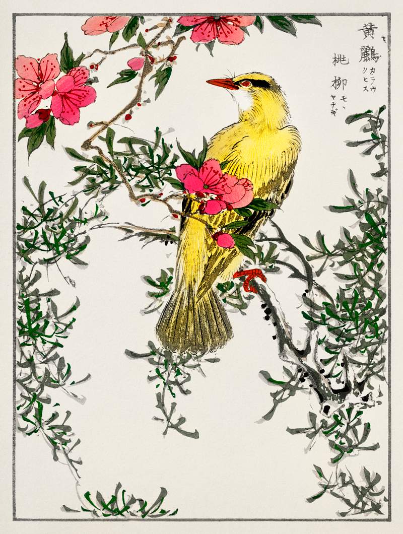 Chinese Bush-warbler and Drooping Peach iIllustration from Pictorial Monograph of Birds (1885) by Numata Kashu (1838-1901).…