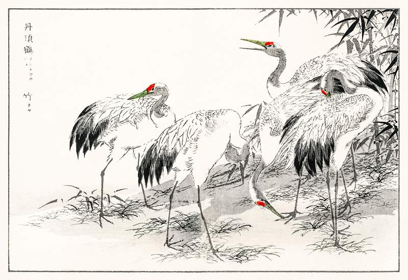 Japanese Crane and Bamboo illustration from Pictorial Monograph of Birds (1885) by Numata Kashu (1838-1901). Digitally…