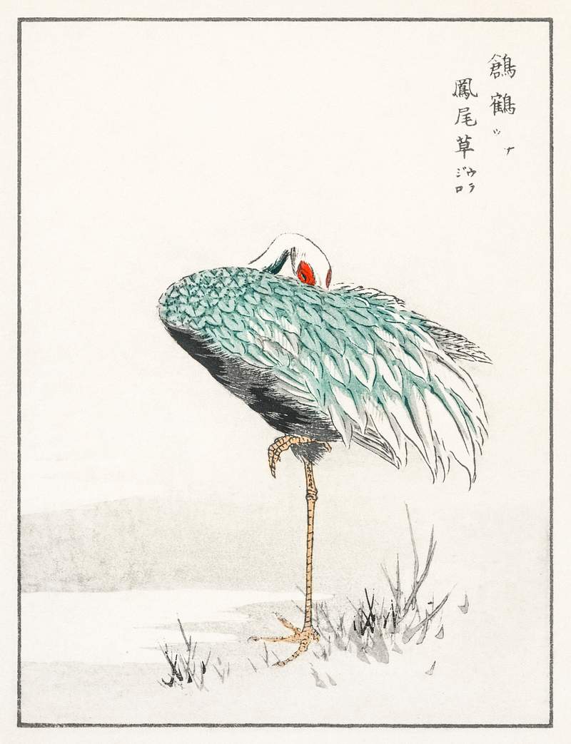 White-naped Crane and New Years Fern illustration from Pictorial Monograph of Birds (1885) by Numata Kashu (1838-1901).…