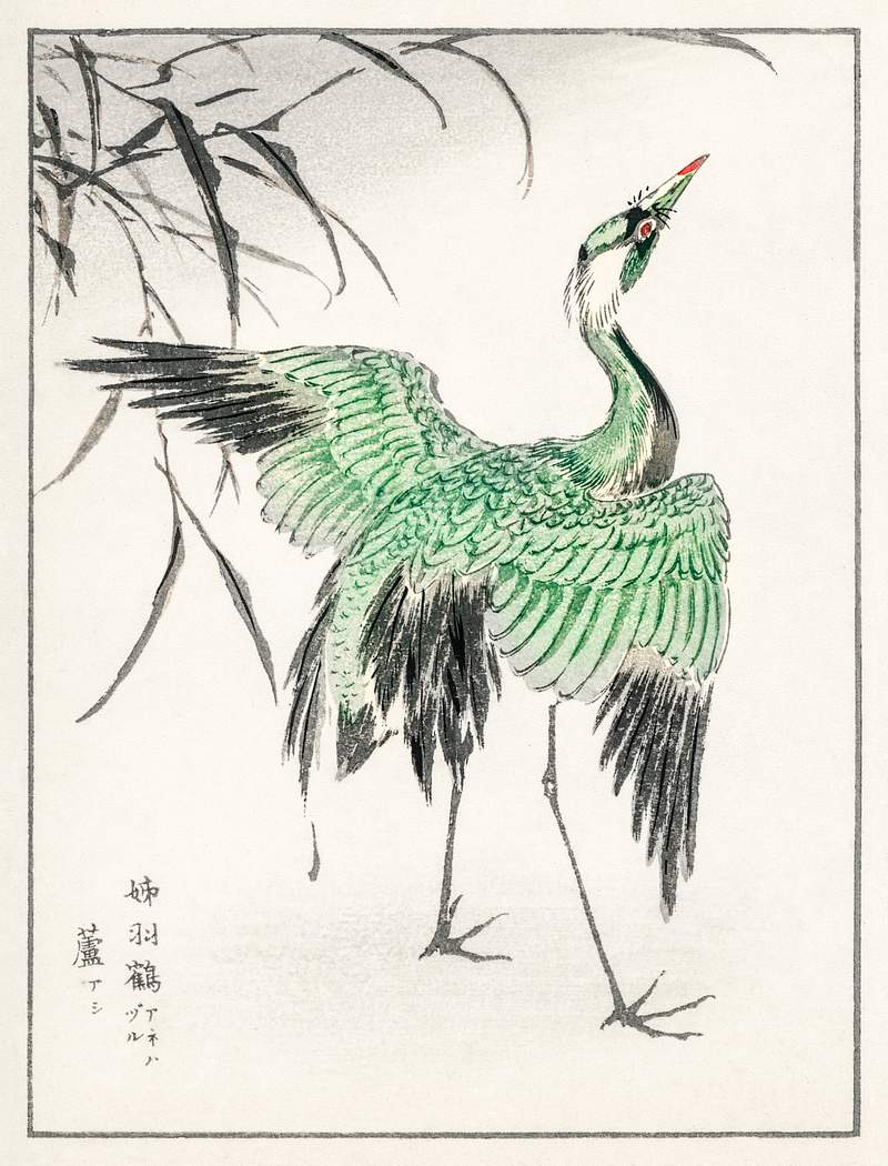 Demoiselle crane and Reed illustration from Pictorial Monograph of Birds (1885) by Numata Kashu (1838-1901). Digitally…