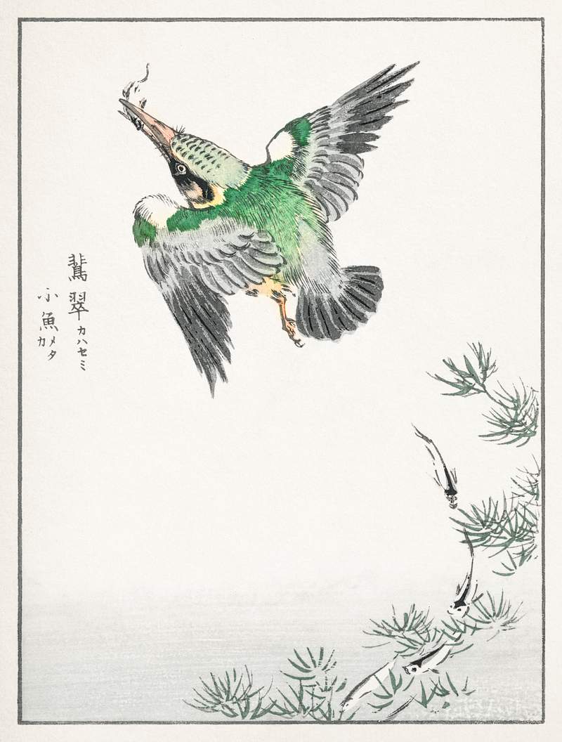 Japanese Common Kingfisher illustration from Pictorial Monograph of Birds (1885) by Numata Kashu (1838-1901). Digitally…