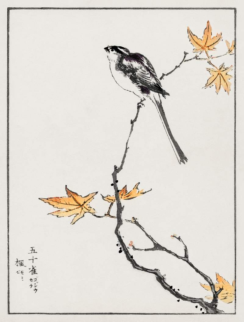 Japanese Long-tailed Tit and Maple Tree illustration from Pictorial Monograph of Birds (1885) by Numata Kashu (1838-1901).…