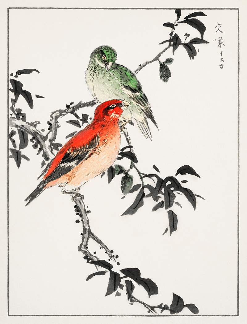 Crossbill illustration from Pictorial Monograph of Birds (1885) by Numata Kashu (1838-1901). Digitally enhanced from our own…