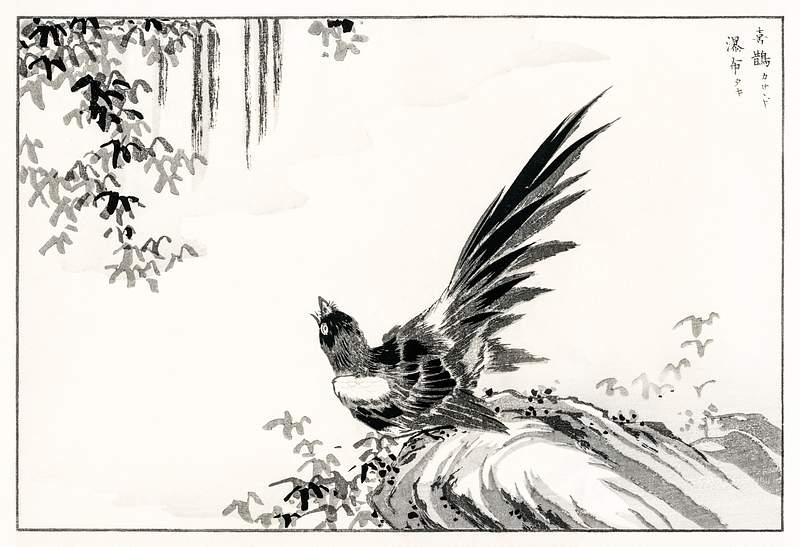 Japanese Magpie and Waterfall illustration from Pictorial Monograph of Birds (1885) by Numata Kashu (1838-1901). Digitally…