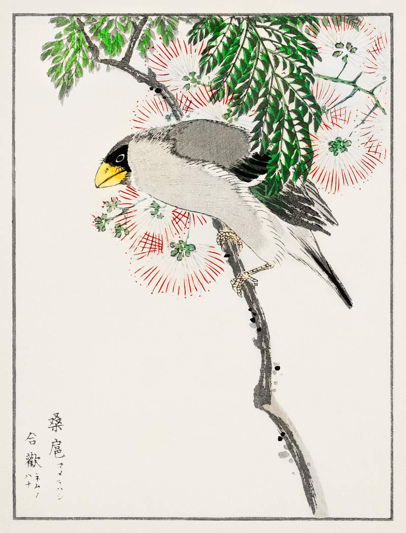 Japanese Masked Hawfinch and Silk Tree illustration from Pictorial Monograph of Birds (1885) by Numata Kashu (1838-1901).…