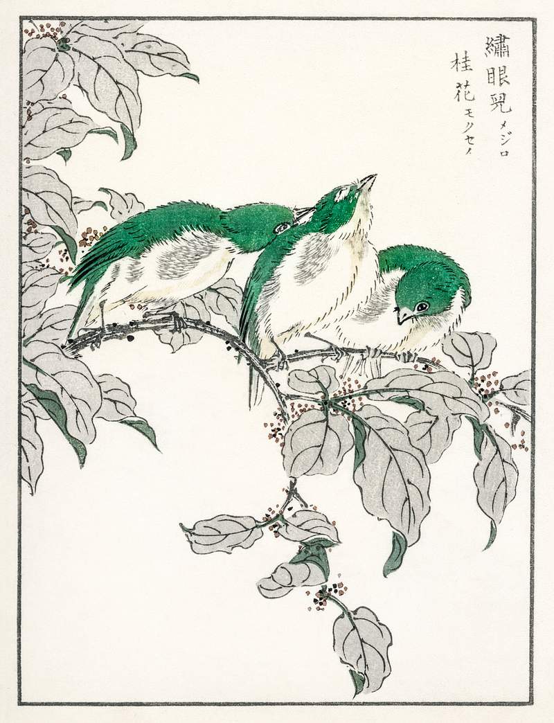 Japanese White-eye and Osmanthus Fragrans illustration from Pictorial Monograph of Birds (1885) by Numata Kashu (1838-1901).…