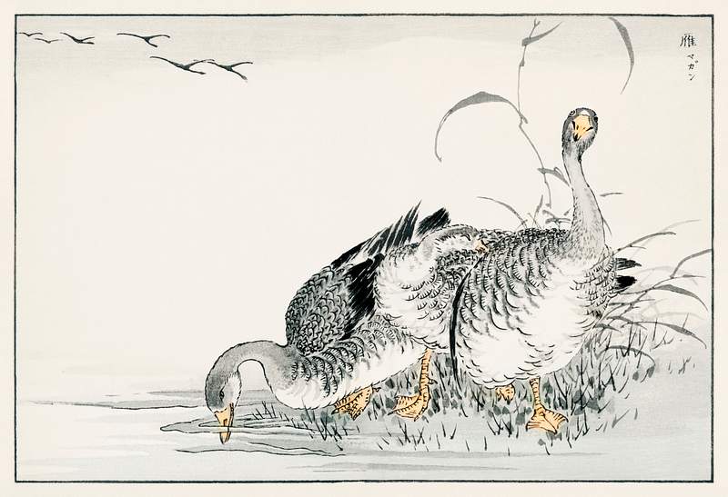 White Fronted Goose illustration from Pictorial Monograph of Birds (1885) by Numata Kashu (1838-1901). Digitally enhanced…
