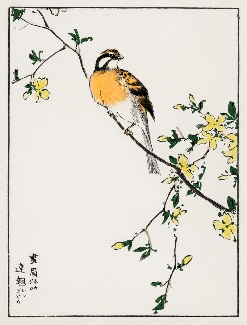 Japanese Meadow Bunting and Golden Ball illustration from Pictorial Monograph of Birds (1885) by Numata Kashu (1838-1901).…